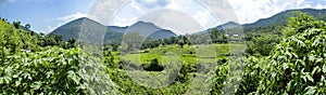 landscape panorama of wide green agricultural fields