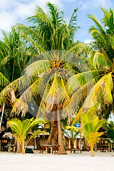 Landscape of paradise tropical island with palms, cottages and white sand beach in Asia