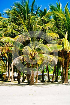 Landscape of paradise tropical island with palms and white sand beach