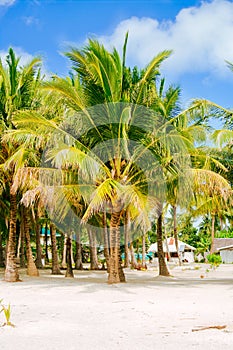 Landscape of paradise tropical island with palms and white sand beach