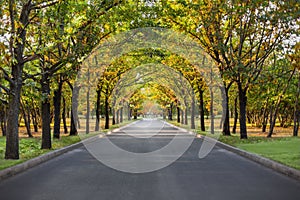 Landscape park allee nature