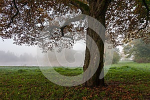 Landscape park in misty morning