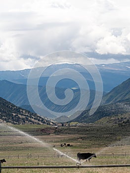 Landscape of pasture land, cows, sprinklers. Portrait orientati