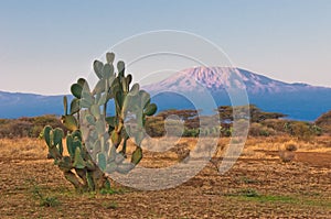 Landscape of the peak of Mount Kilimanjaro under sunlight with a cactus on safari in focus