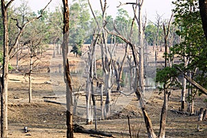 Landscape of pench national park ,madhyapradesh ,india