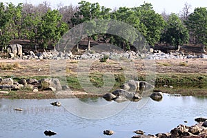 Landscape of pench river at pench national park ,madhyapradesh ,india ,area of tiger resting in water