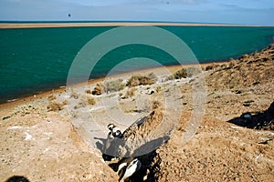 Landscape with Penguins