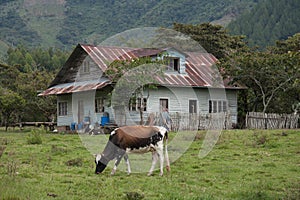 Landscape with cattle in Oxapampa, Peru photo