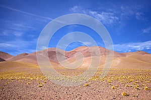 Landscape with peruvian feathergrass in the Puna de Atacama, Argentina