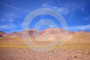 Landscape with peruvian feathergrass in the Puna de Atacama, Argentina photo