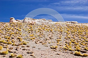 Landscape with Peruvian feathergrass in the Puna de Atacama, Argentina photo