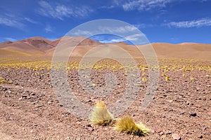 Landscape with peruvian feathergrass in the Puna de Atacama, Argentina photo