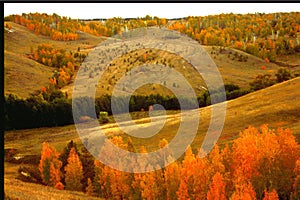 Landscape pespektiva hills and ravines trees covered with golden autumn leaves