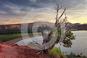 Landscape in the petrified forest of Escalante, with a juniper in the foreground and in the background the mountains and the Wide