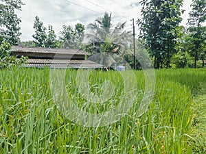 A landscape phot of grass fields with coconut trees and electricity poles in the backgrounds