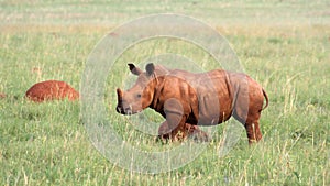 A landscape photo of an African white rhino calf.