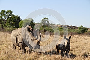 A landscape photo of an African white rhino and  her calf