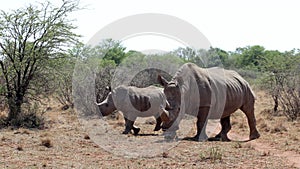 A landscape photo of an African white rhino and  her calf