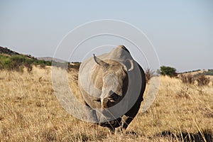 A landscape photo of an African white rhinoceros standing in tall grass.