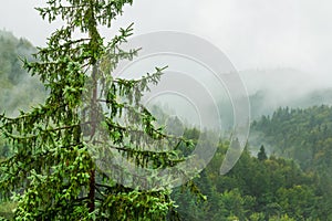 Landscape photo of autumn forest rainy day