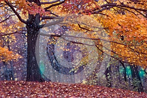 Landscape photo of autumn scene