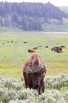 Landscape photo of buffalo and mountains