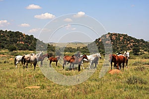 A Landscape photo of a bunch, group of horses grazing in a nice green field.