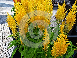 landscape photo of chicken& x27;s comb flower that are planted in a row in a pot on the yard of the house