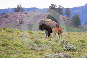 Landscape photo of cow buffalo with newborn