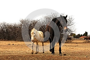 Title: Landscape photo of a dark horse and his unusual, white, dirty demon faced mule friend.