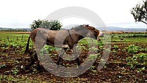 Landscape photo of a donkey that braying. On a farm in KwaZulu-Natal