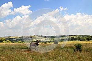 Landscape photo of a donkey on a farm in the Northwest of South Africa. ig tree.