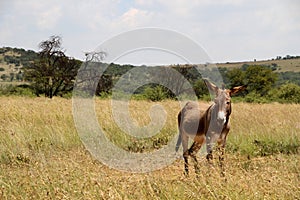 Landscape photo of a donkey on a farm in the Northwest of South Africa. ig tree.