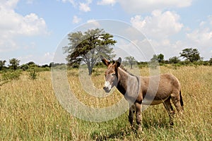 Landscape photo of a donkey on a farm in the Northwest of South Africa. ig tree.