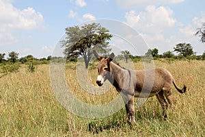 Landscape photo of a donkey on a farm in the Northwest of South Africa. ig tree.