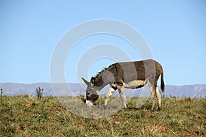 Landscape photo of a donkey grazing. On a farm in KwaZulu-Natal. Mountains in the background.
