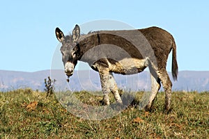 Landscape photo of a donkey on a hill. Blue sky.