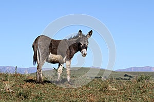 Landscape photo of a donkey on a hill. Blue sky.