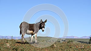 Landscape photo of a donkey on a hill. Blue sky.