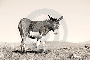 Landscape photo of a donkey on a hill. Blue sky.