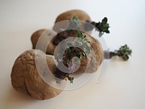 Landscape photo of Epicure potatoes chitting on a white background photo