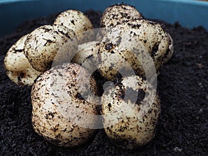 Pile of epicure potatoes after being harvested from container gardening photo