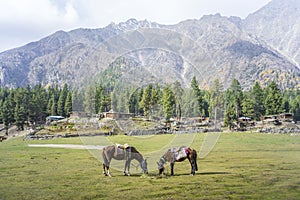 Landscape photo of Fairy Meadows, Gilgit, Pakistan