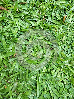 landscape photo of grass plants in the garden of the house, serves as air conditioning around the oxygen enhancer photo