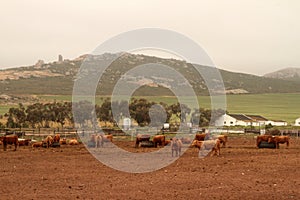 Landscape photo of Limousine cattle in a feedlot. Rainy weather.   Western Cape, Swartland.