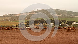 Landscape photo of Limousine cattle in a feedlot. Rainy weather.   Western Cape, Swartland.