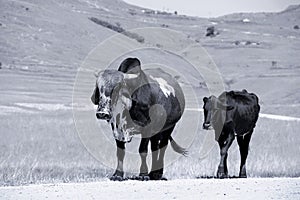 Black and white landscape photo of a Nguni bull strolling along a dirt road near QwaQwa, Eastern Free State, SouthAfrica.