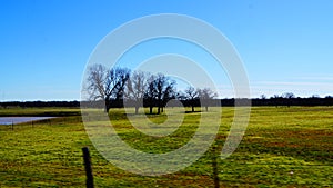 A landscape photo of a nice meadow in Texas