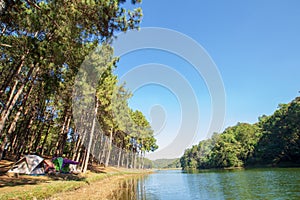 Landscape photo of Pangung with pine tree tall and lake or pond water in Maehongson , Thailand. Asia.