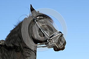 Landscape photo of a pitch black friesian`s head between the blue sky.